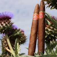 Partagas Presidentes Cigar - 1 Single